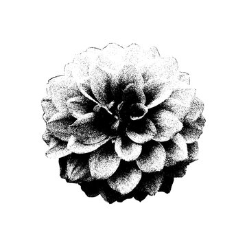 Vintage halftone flower design with photocopy grunge texture, stipple rose and daisy petals, retro botanical collage with gradient dots, gritty black aesthetic illustration.