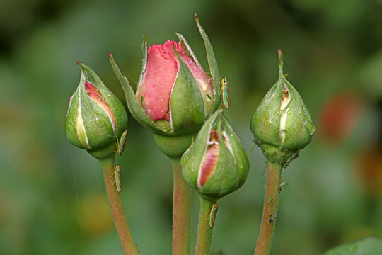 close-up of rhododendron cicadas (Graphocephala fennahi) and green rose aphids (Macrosiphum rosae) on young rosebuds in natural sunlight