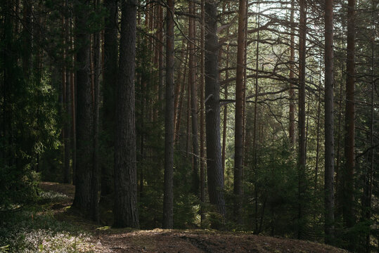 The dark taiga forest