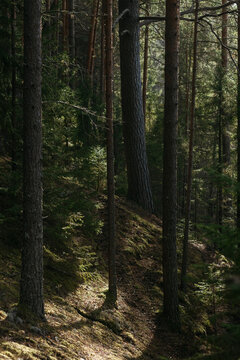 The dark taiga forest