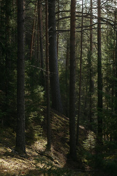 The dark taiga forest
