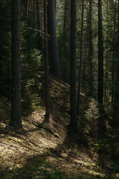 The dark taiga forest