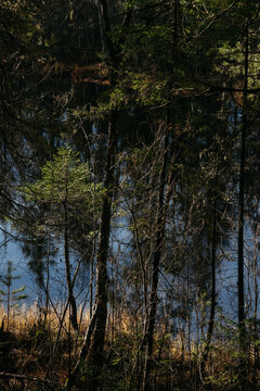 The dark taiga forest