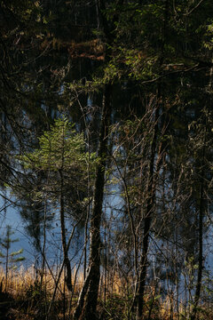 The dark taiga forest