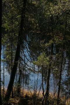 The dark taiga forest