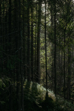 The dark taiga forest