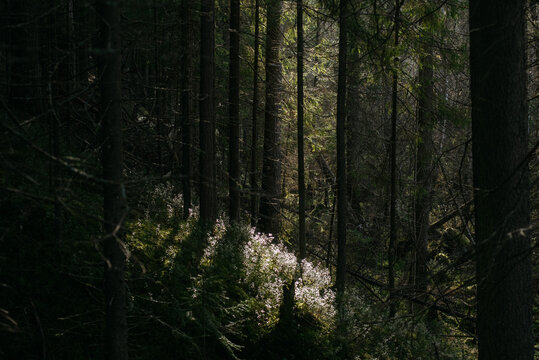 The dark taiga forest