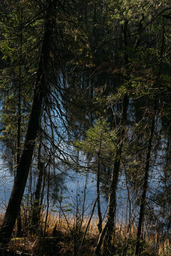 The dark taiga forest