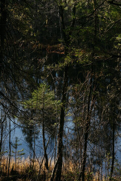 The dark taiga forest