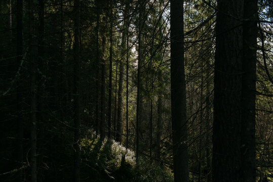 The dark taiga forest