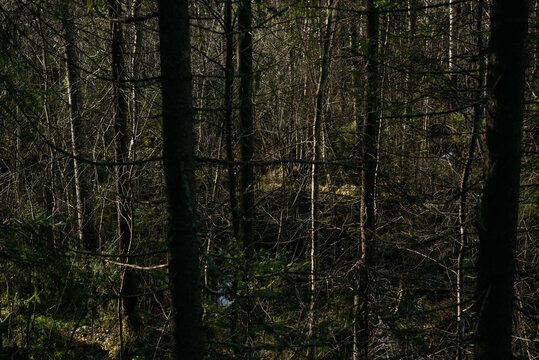 The dark taiga forest