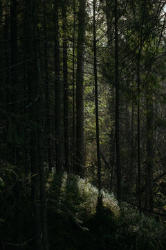 The dark taiga forest