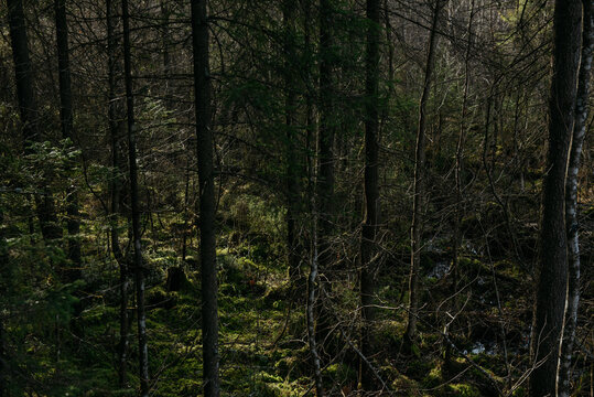 The dark taiga forest