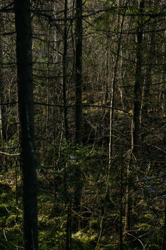 The dark taiga forest