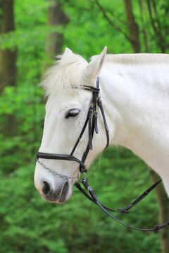 Close up portrait of a beautiful white horse wearing a black leather bridle on a blurred green foliage background