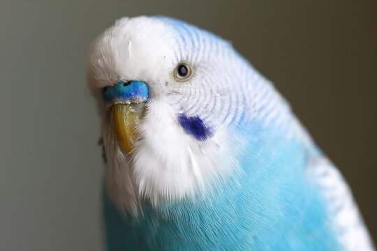 Close up macro portrait of a blue home budgerigar parakeet bird head with details of eye and beak