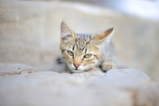 Close up portrait of a small striped tabby kitten resting head on paws with blurred background