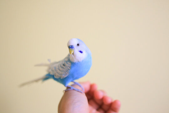 Tame domestic blue and white budgerigar parakeet sitting on a human finger with solid background