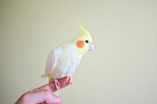Cute domestic yellow cockatiel parrot with orange cheeks sitting on a person finger close up