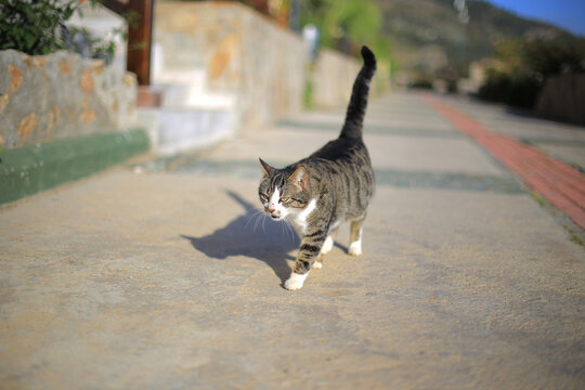 Tabby cat walking forward on a sunny street pavement outdoors