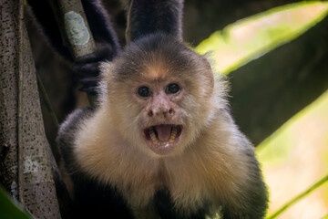 Close up portrait of a funny face capuchin monkey © Bernhard