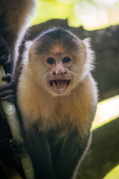 Close up of a capuchin monkey in the jungle