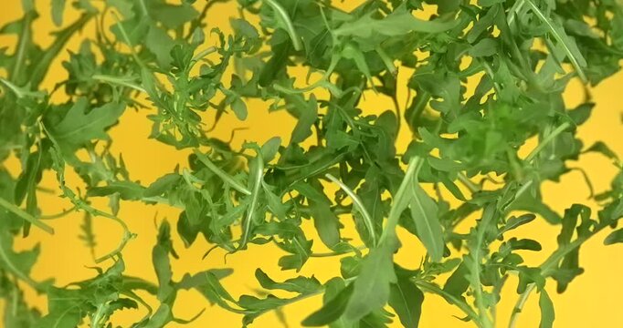 Fresh arugula leaves falling in slow motion on yellow background