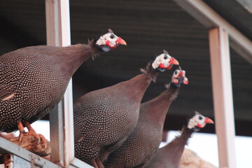 Group of helmeted guinea fowl perched on a structure. Farm life. © NATALYA