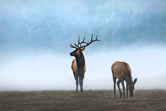 Male Elk With Antlers During Rut Near Oconaluftee Visitor Center in Cherokee