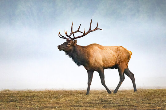 Male Elk With Large Antlers During Rut Near Oconaluftee Visitor Center in Cherokee