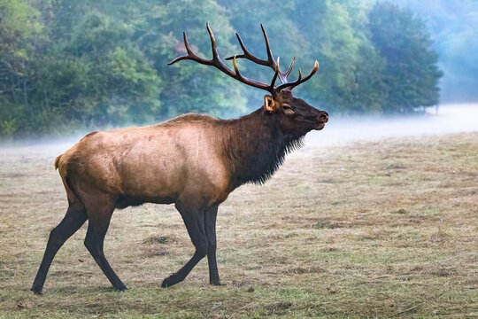 Male Elk With Large Antlers In Grassy Field During Rut Near Oconaluftee Visitor Center in Cherokee