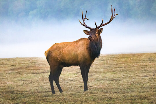 Majestic Male Elk With Large Antlers During Rut Near Oconaluftee Visitor Center in Cherokee
