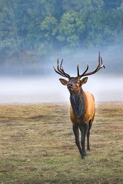 Male Elk With Large Antlers Walking Toward You During Rut Near Oconaluftee Visitor Center in Cherokee