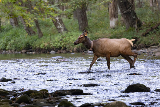 Female Elk Crosses a Stream During Rut in Great Smoky Mountains National Park