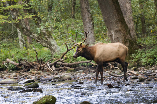 Male Elk With Large Antlers Stands in a Stream During Rut Near Oconaluftee in Cherokee, North Carolina