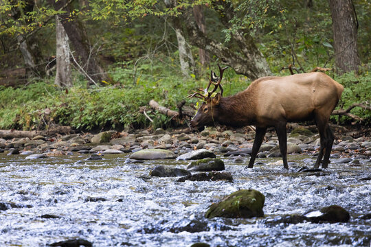 Male Elk With Large Antlers Wades Through a Stream During Rut Near Oconaluftee Visitor Center