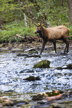 Male Elk With Large Antlers Crosses a Stream During Rut Near Oconaluftee in Cherokee Vertical