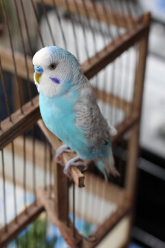 Home blue budgerigar parakeet sitting on a branch inside a wooden cage with blurred background