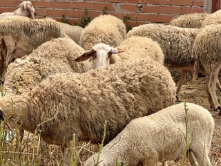 Flock of sheep grazing near brick wall. Group of sheep in a farm enclosure. © NATALYA