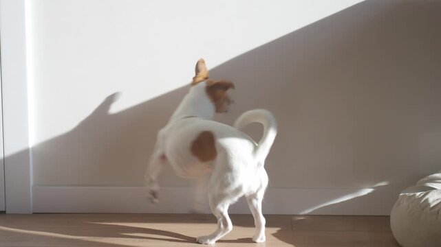 Jack Russell terrier jumping and trying to catch light reflection on wall. Playful dog reaching toward bright spot