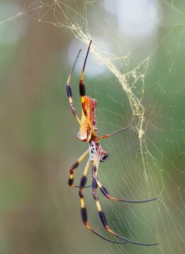 A Focus Stacked Close-up Side View Image of Female Golden Silk Spider in It's Web