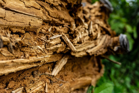Close-up of rotten tree bark