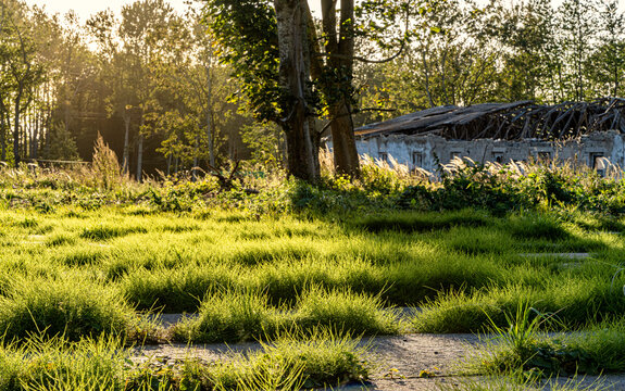 Das verlassene und teils verfallene Gel&auml;nde einer ehemaligen Nerzfarm in Bergen auf R&uuml;gen, Flachbauten, Graffiti und die nachwachsende Natur pr&auml;gen diesen Lost Places