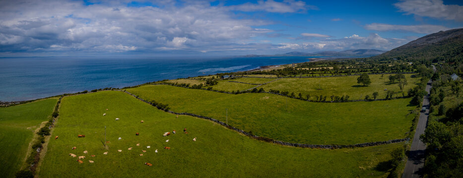Aerial view of cows grazing in lush green pastures within the Burren region in County Clare, Ireland with traditional stone walls dividing the fields along the rugged Atlantic coast.