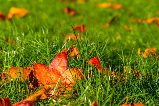 Herbstliche Ahornbl&auml;ttern auf gr&uuml;nem Gras, Deutschland