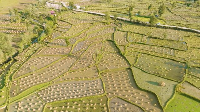 Aerial Tracking Shot Over Harvested Terraced Rice Fields