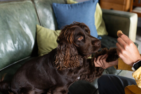 Asian man holding brown dog paw offering biscuit on green sofa wearing yellow jacket