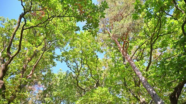 Looking up through a sunlit woodland canopy with green leaves and patches of blue sky