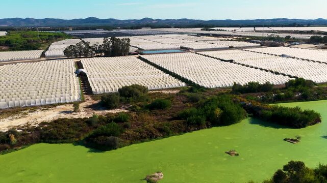 Aerial view of translucent greenhouse roofs in parallel rows with repeating curved panels, bright daylight reflections, and strong geometric texture across rural farmland setting.