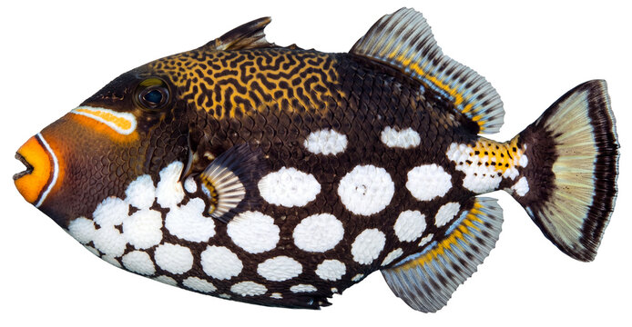 clown triggerfish (balistoides conspicillum) swimming isolated on transparent background